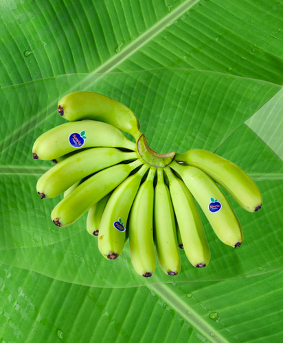 fresh banana